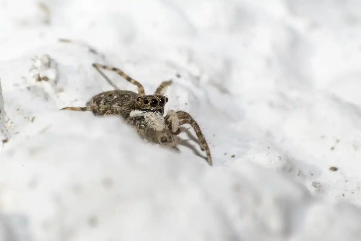 close up of Dutch house spider on white wall