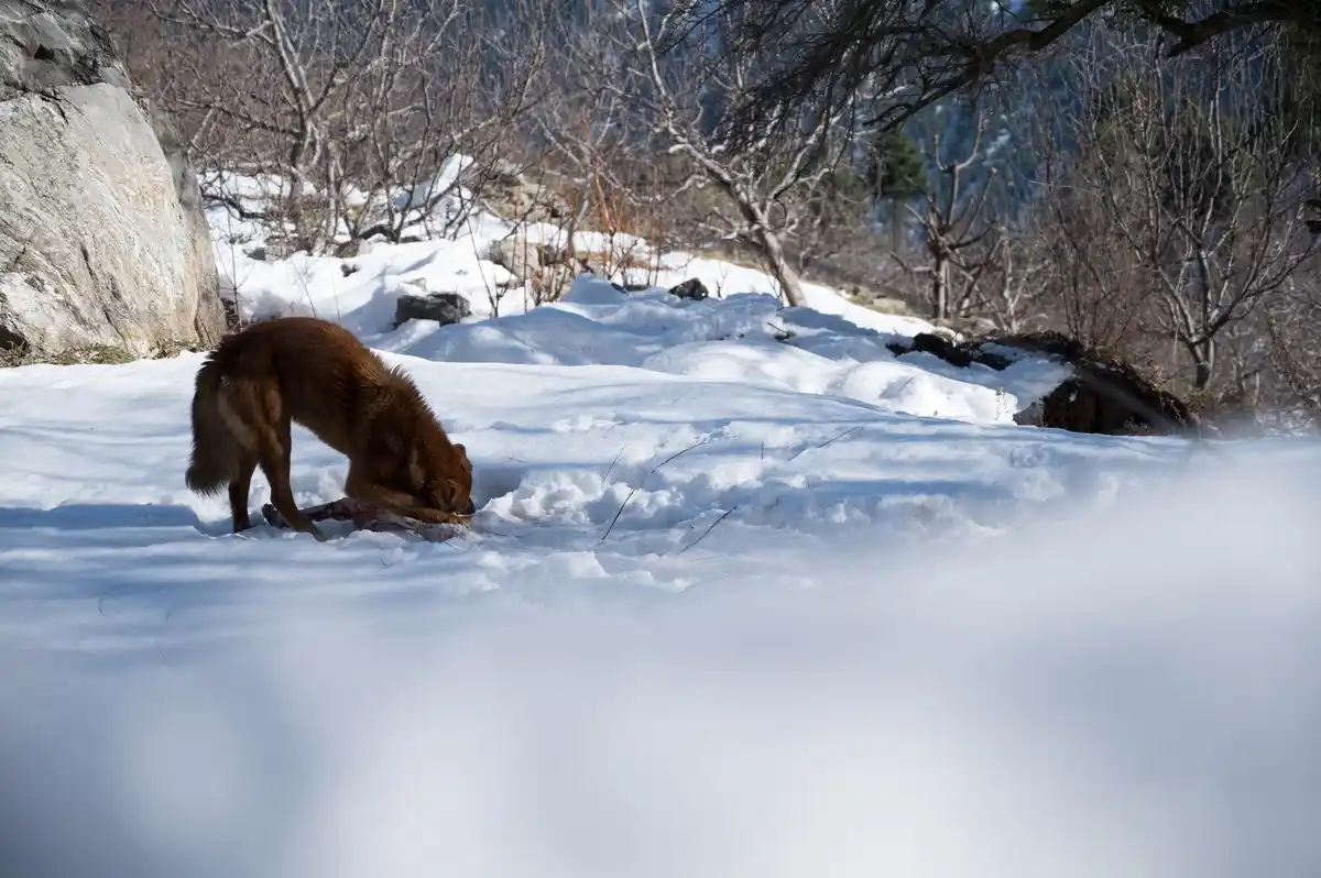 polar bear in snow with ice hunting
