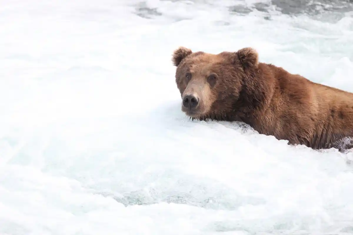 polar bear snow active arctic