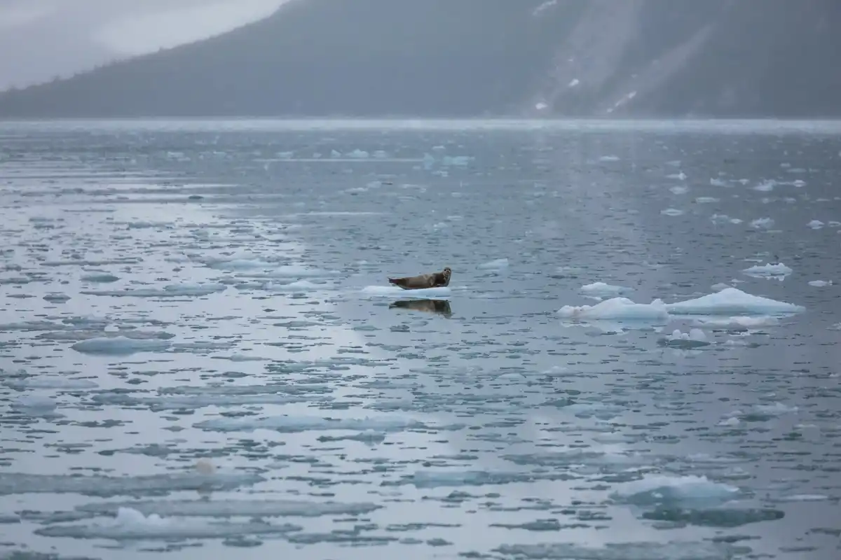 polar bear hunting sea ice winter