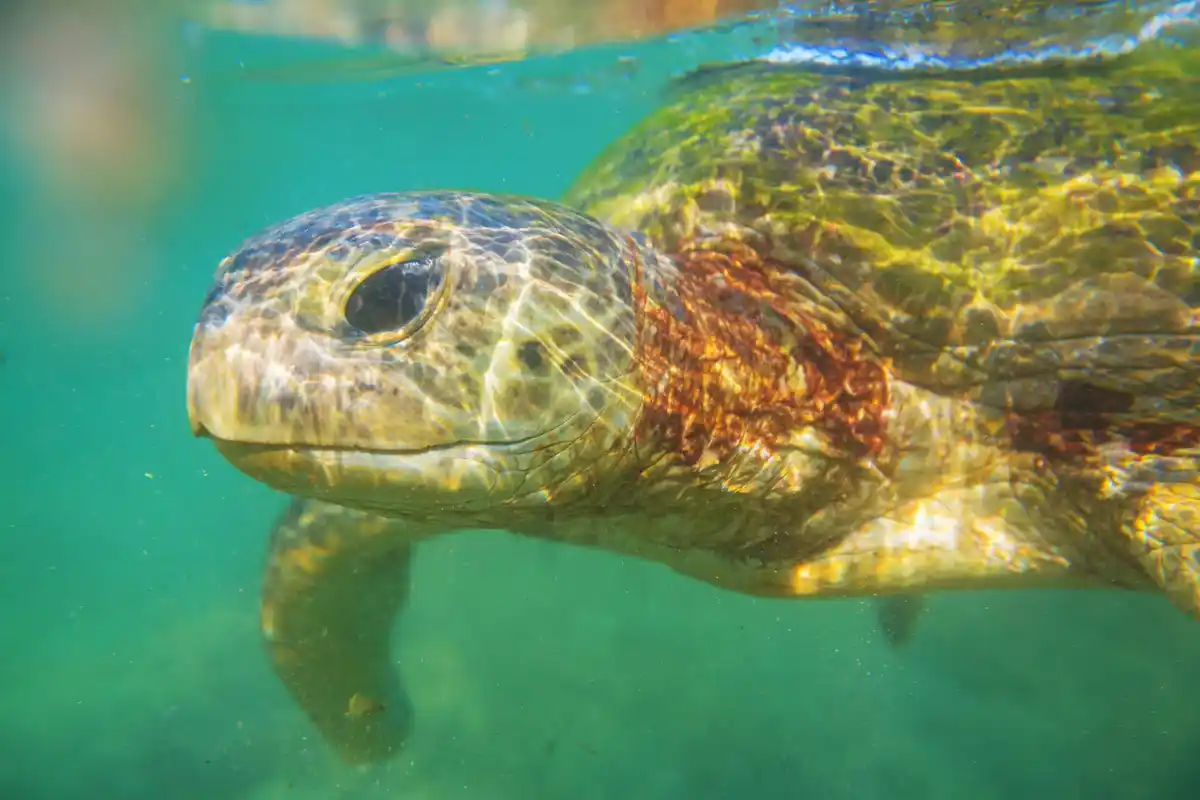 sea turtle entangled in plastic oceaan