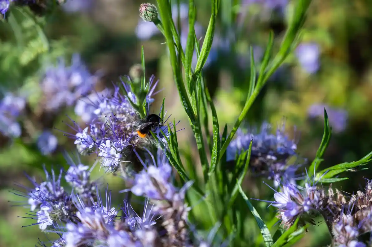 garden plant that attracts wasps in the netherlands