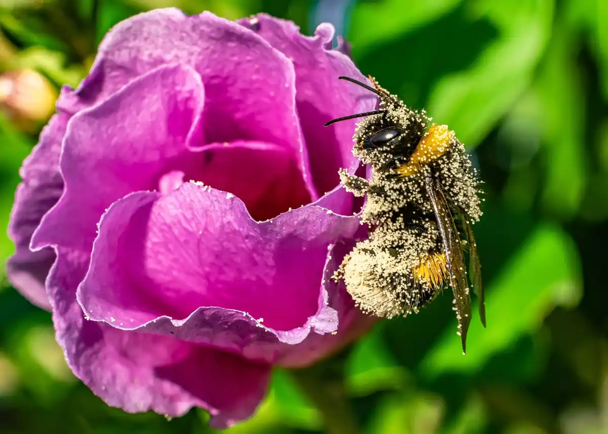 wasps on garden flowers outdoor macro netherlands