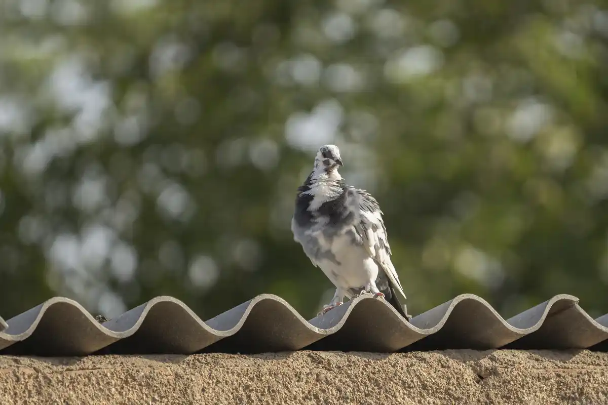 carrier pigeon old communication