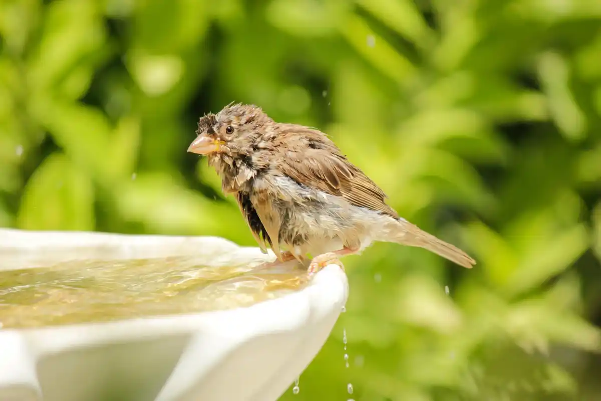 disappearing garden birds netherlands