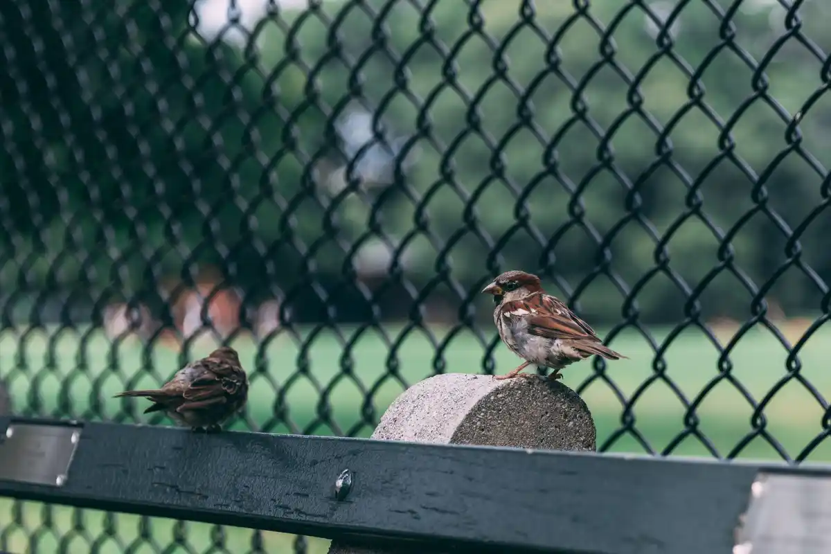 Dutch sparrow decline urban garden