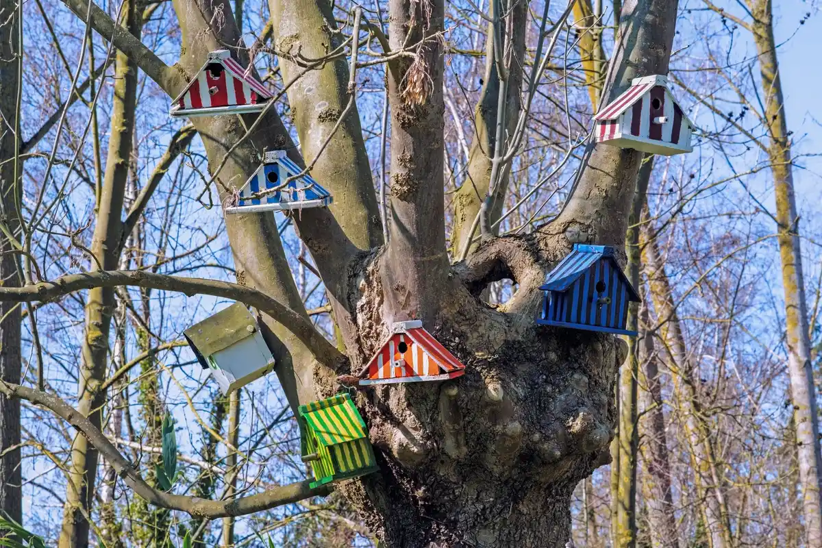 backyard bird feeder netherlands spring
