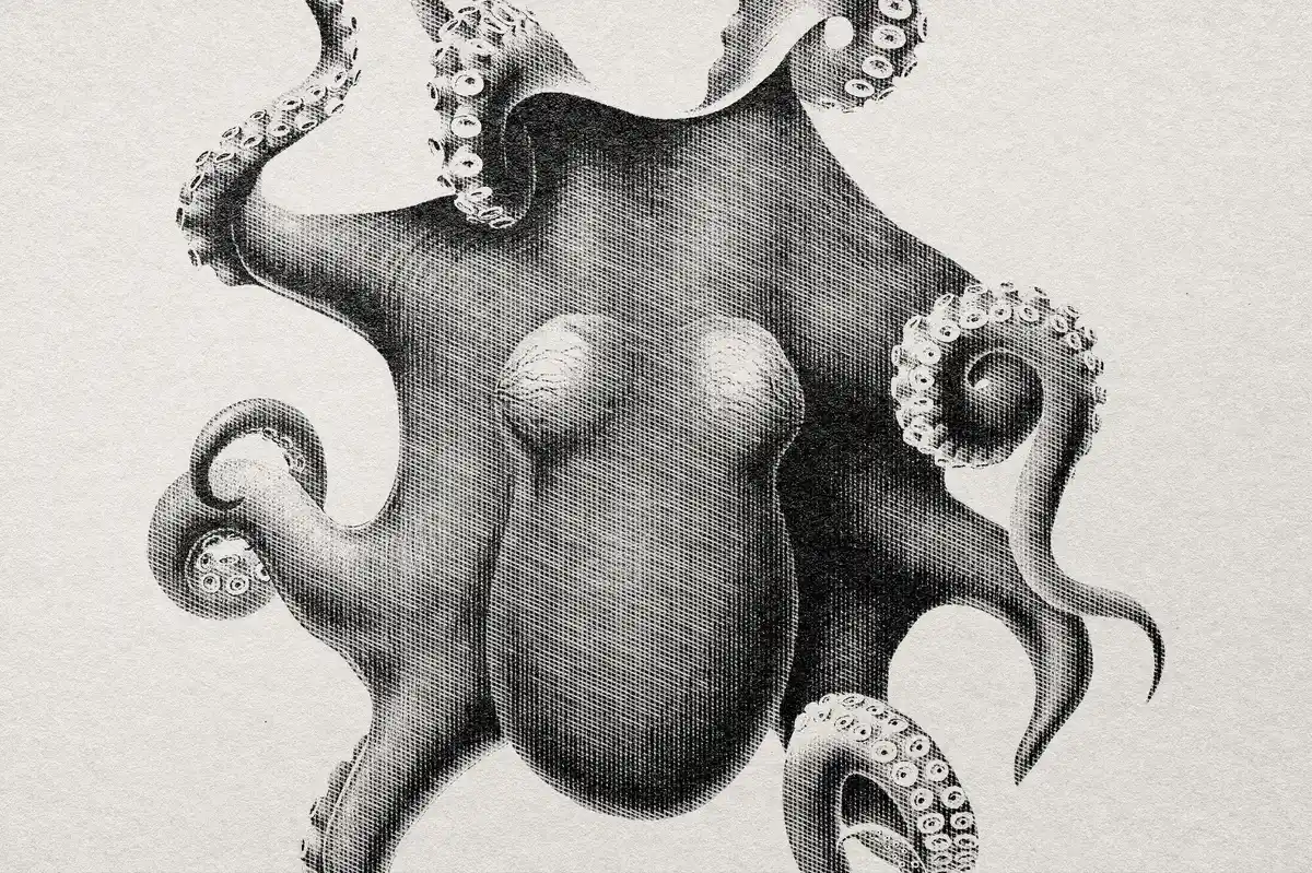 octopus with three hearts illustration