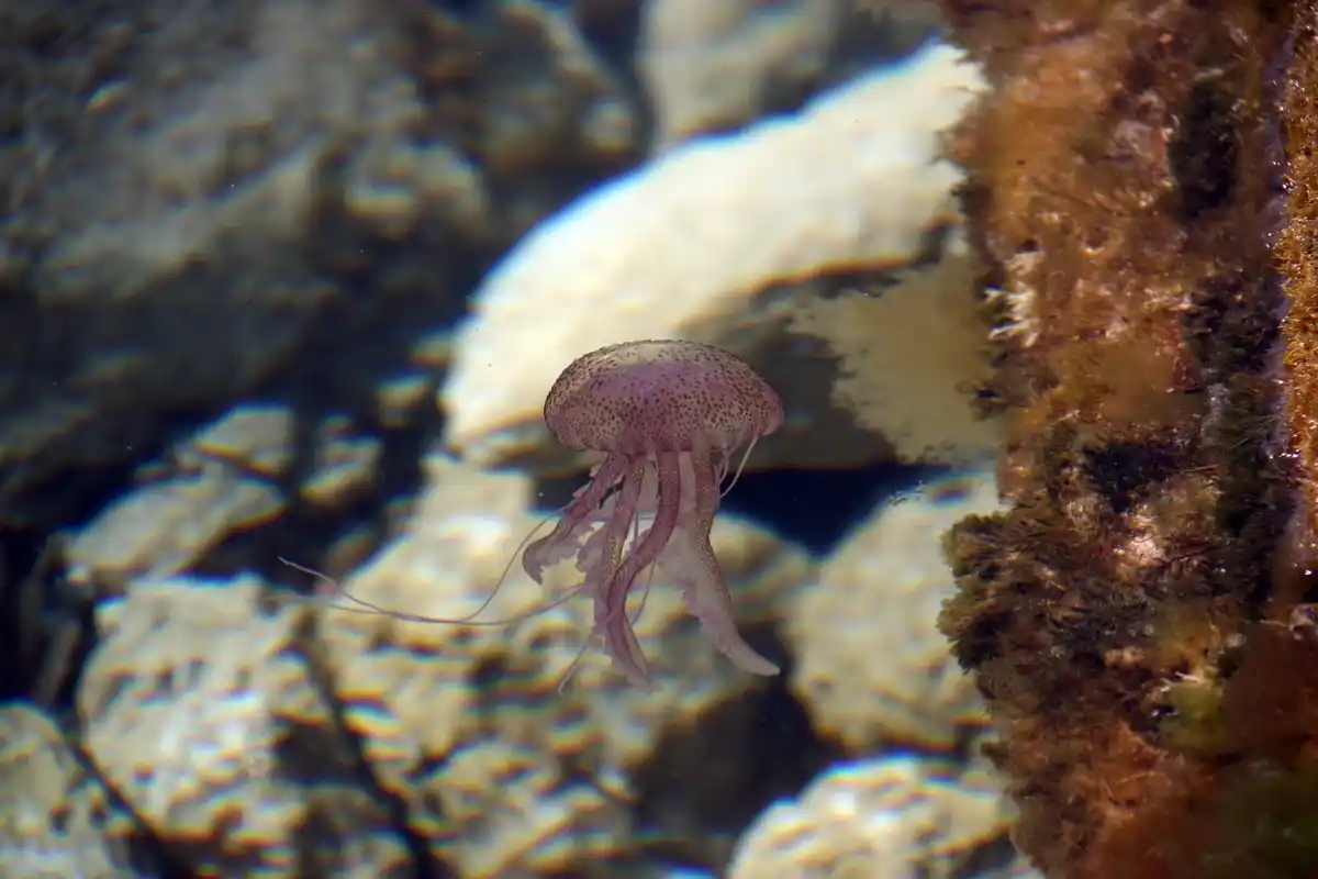 octopus life cycle underwater