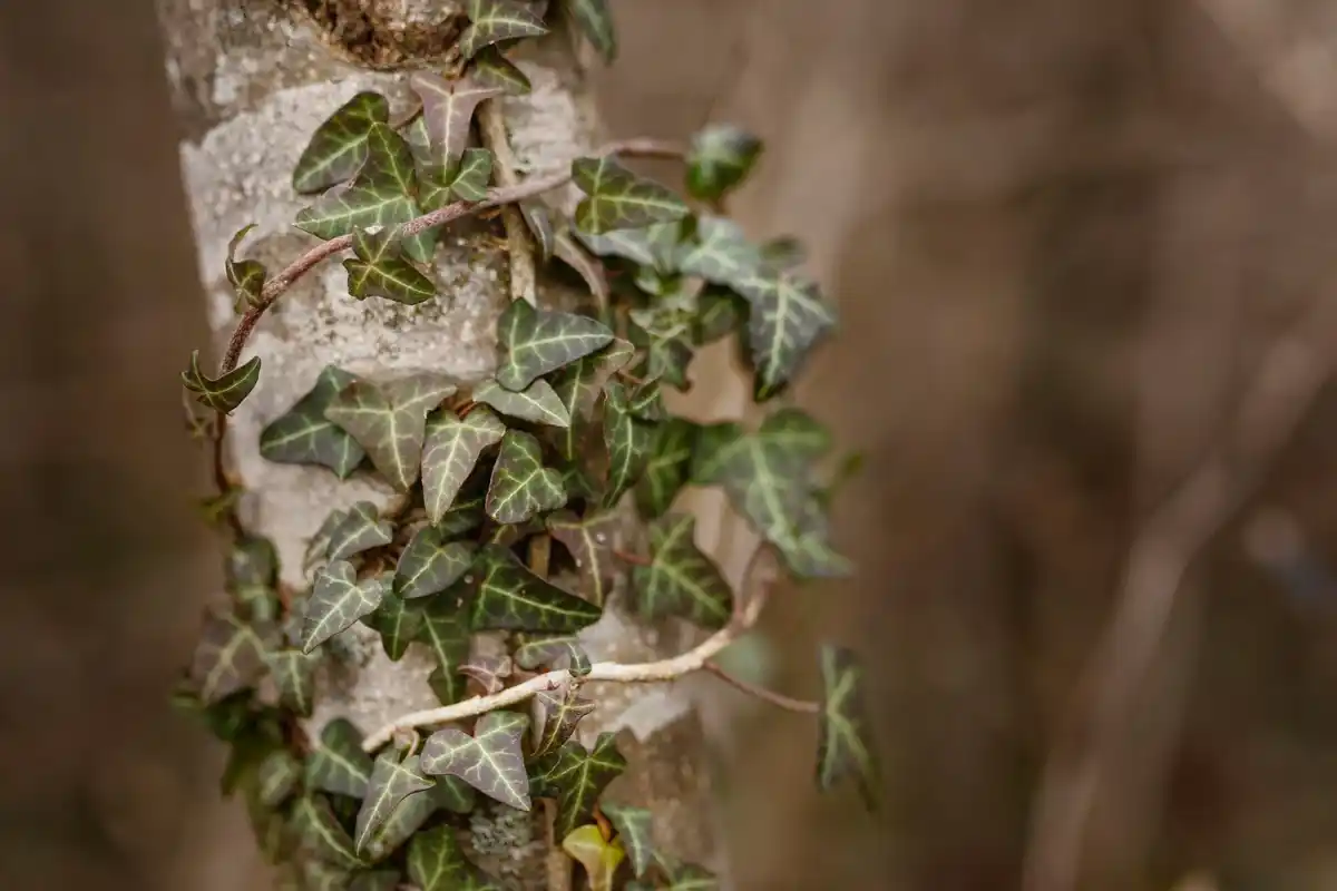 tree communication underground roots mycorrhizal network