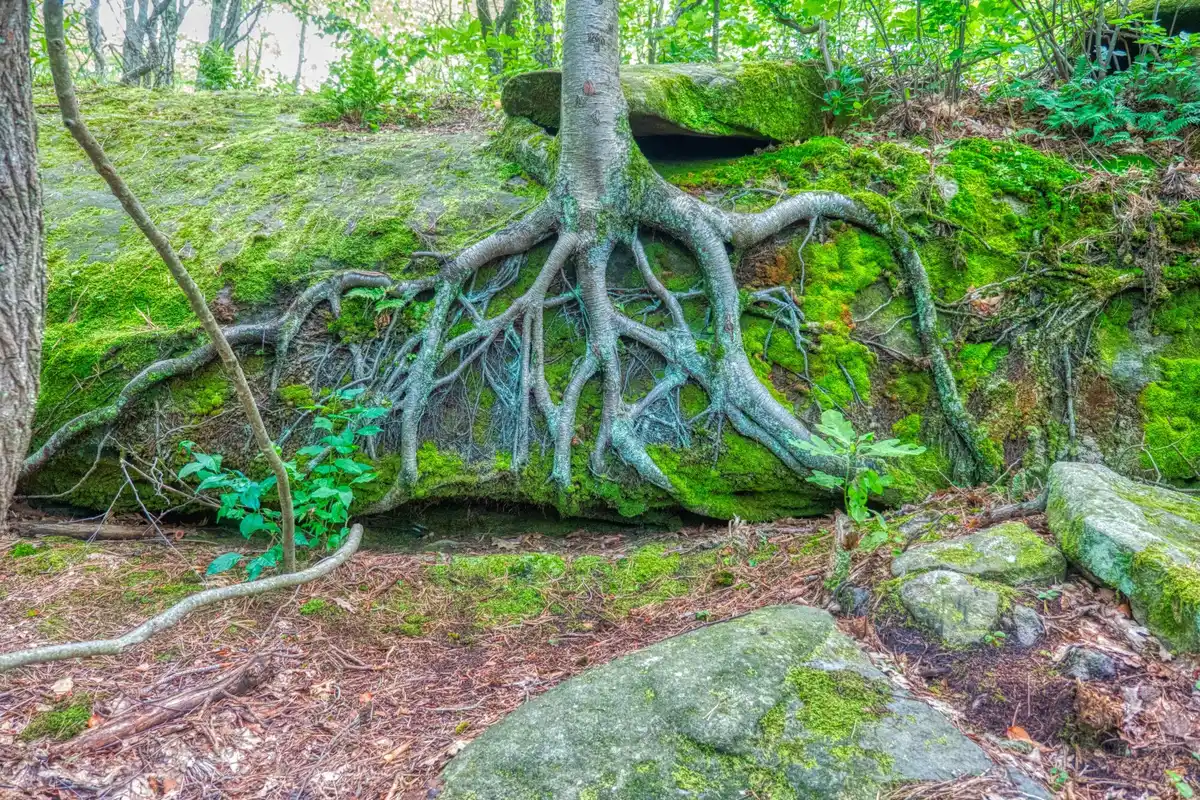 wood wide web roots forest communication