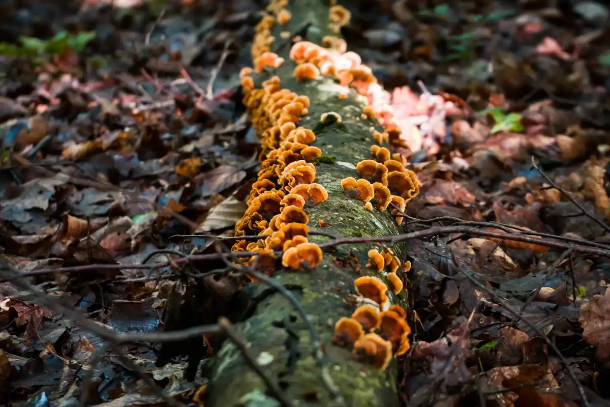 underground fungal network trees connection nature