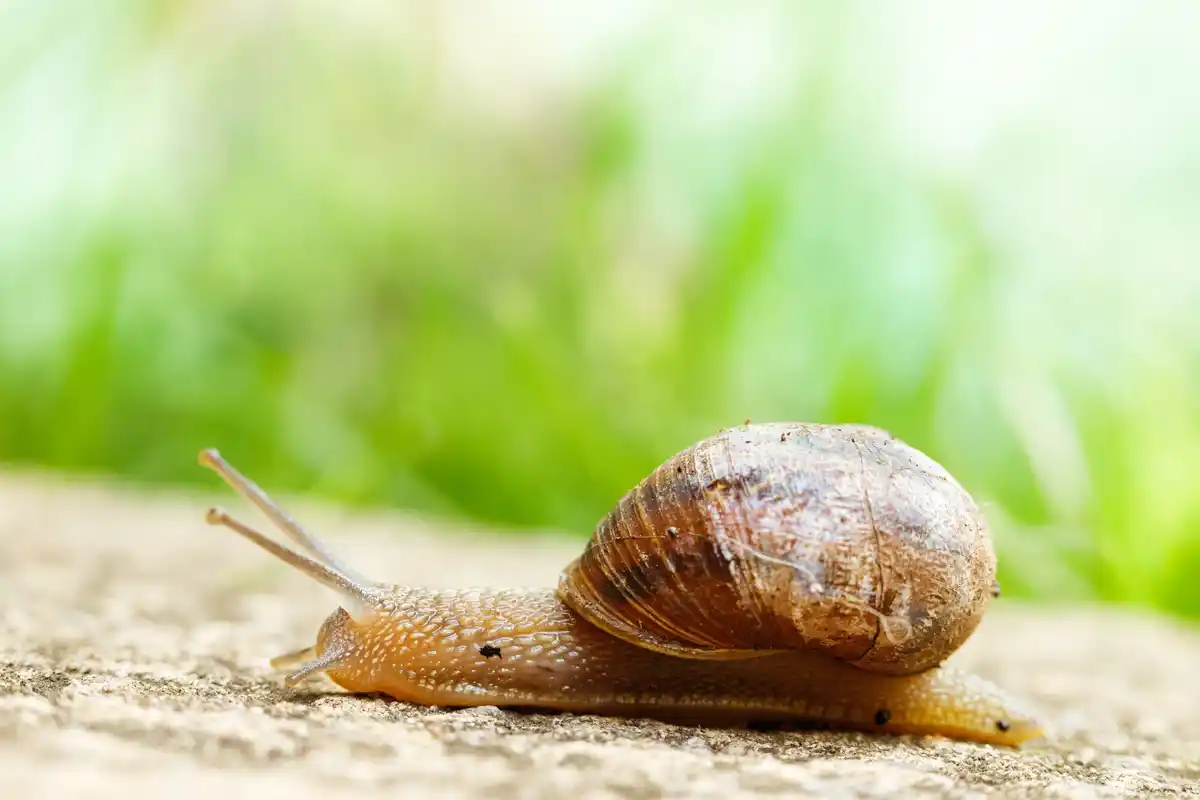 snail in Dutch garden close up