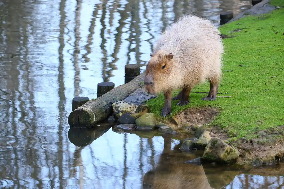 hedgehog eating snail in Dutch backyard