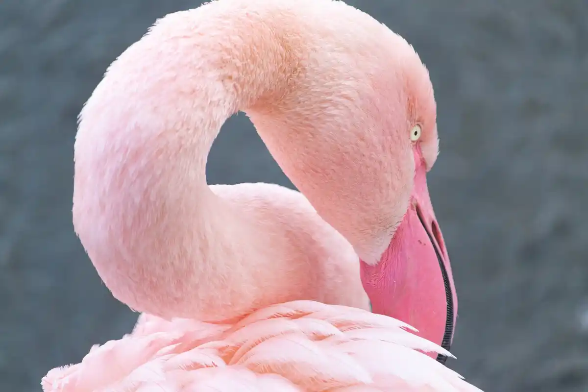 flamingo balancing on one leg close up vibrant water