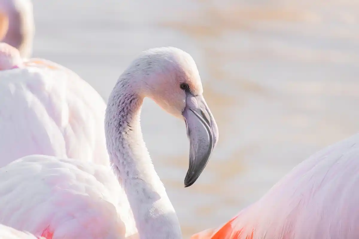 flamingo balancing on one leg in water close up