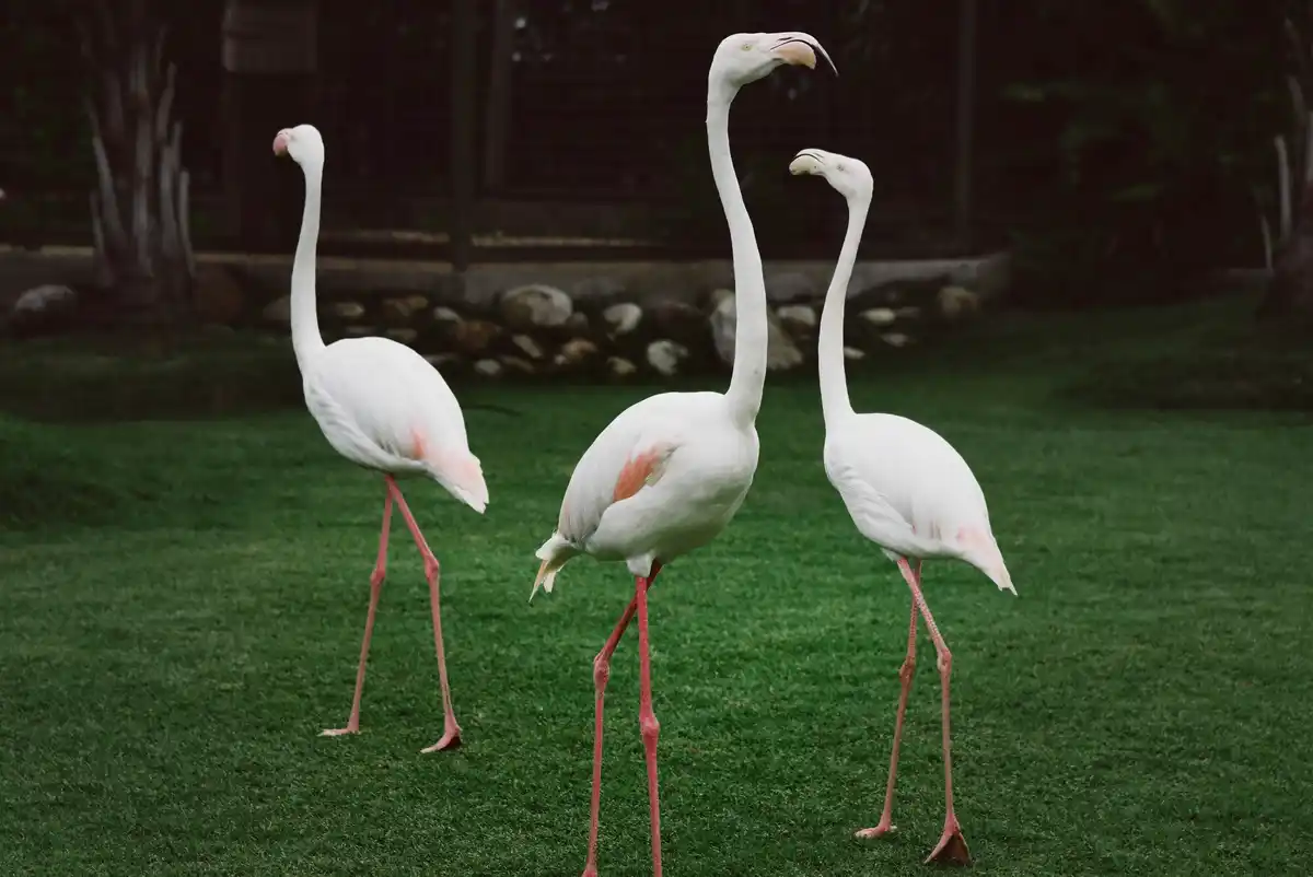 flamingo sleeping with head tucked standing on one leg