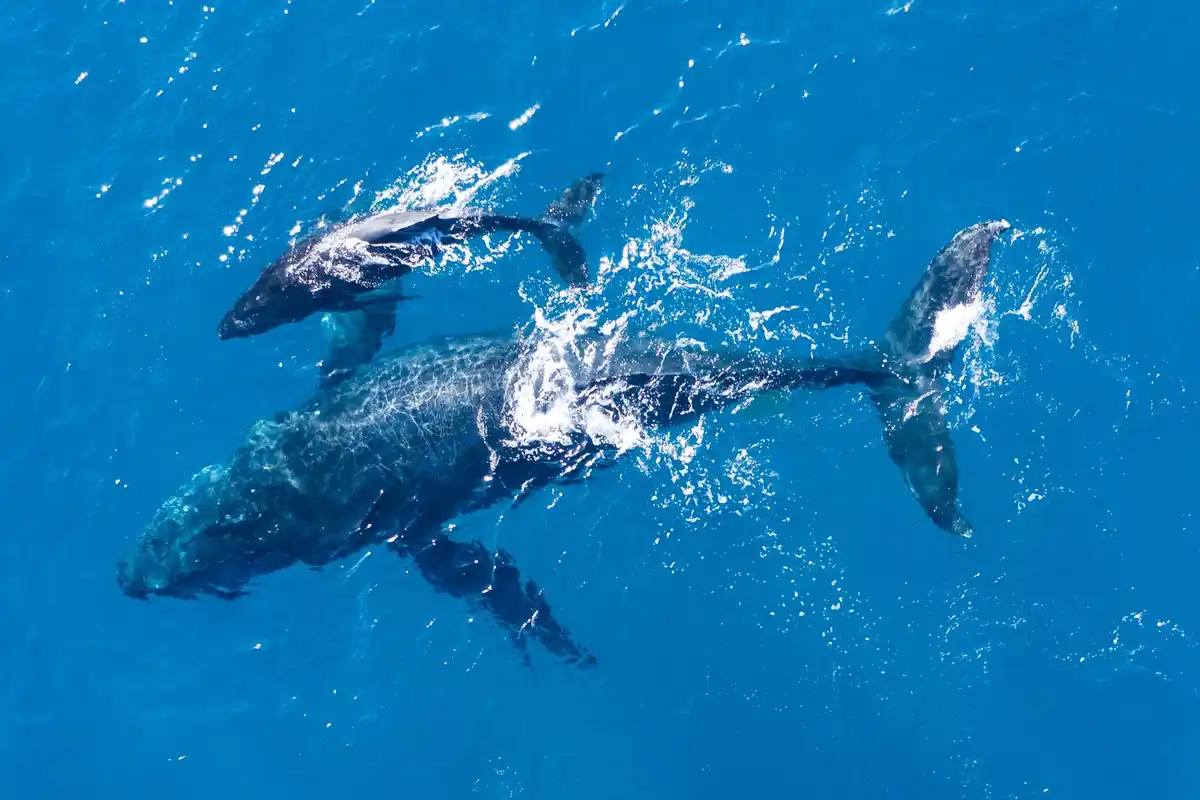dolphin shark intelligence comparison