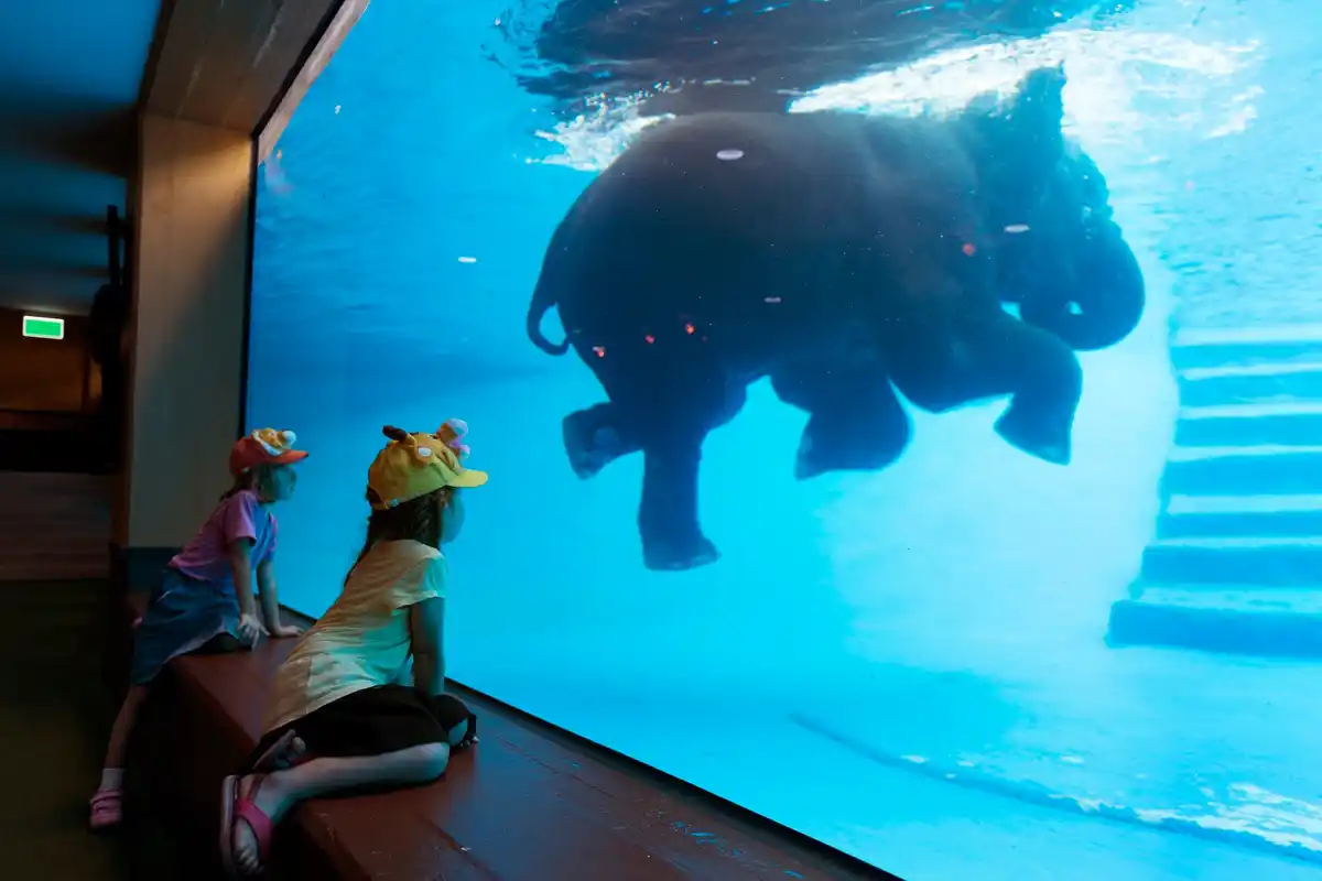 dolphin intelligence underwater social behavior