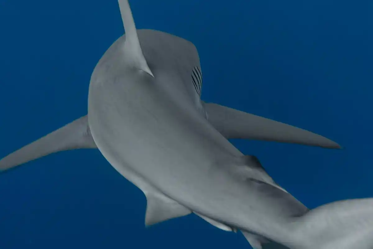great white shark hunting strategy intelligence
