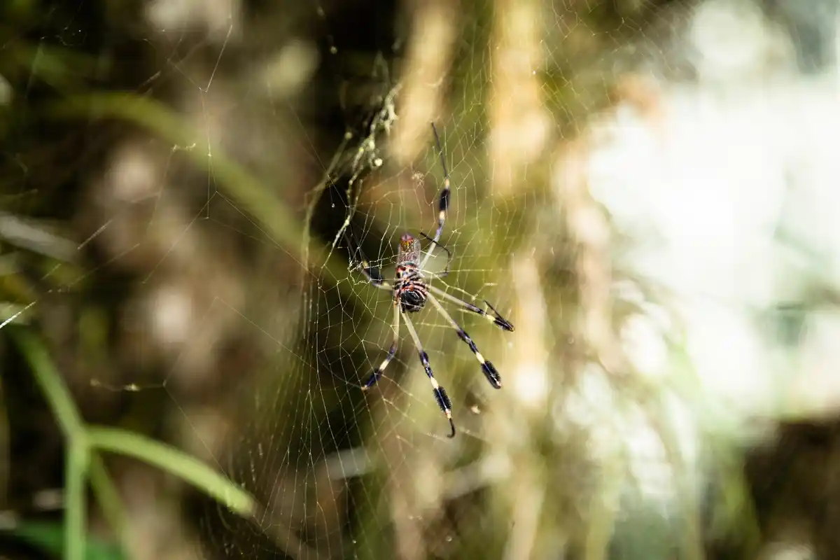 close up spider indoors Dutch home macro