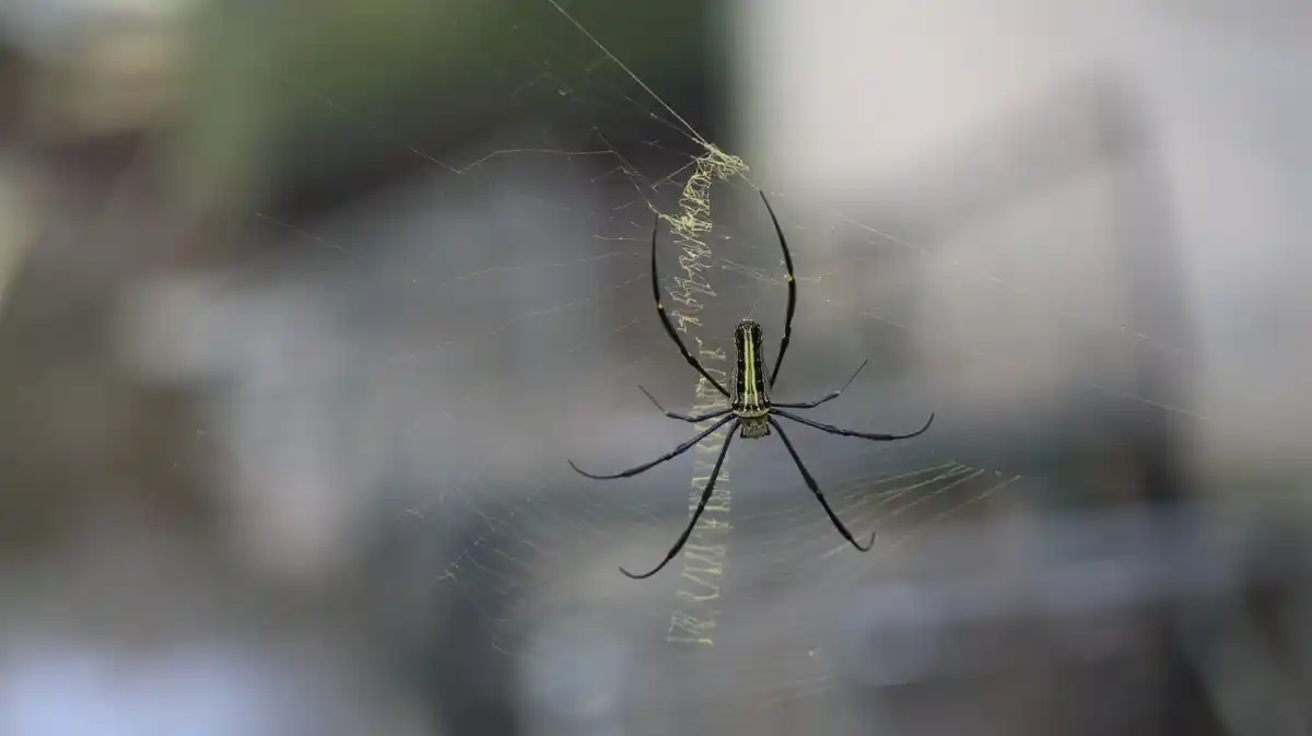 house spider close up living room Netherlands
