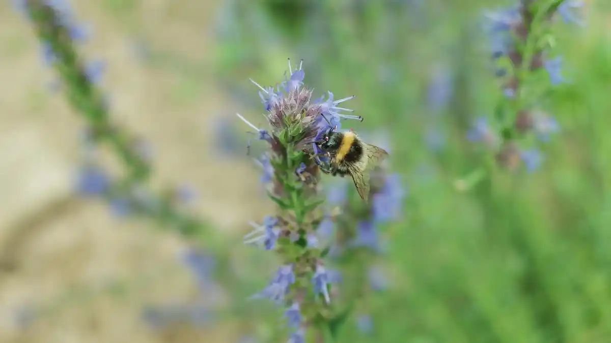bee communication dance hive close up