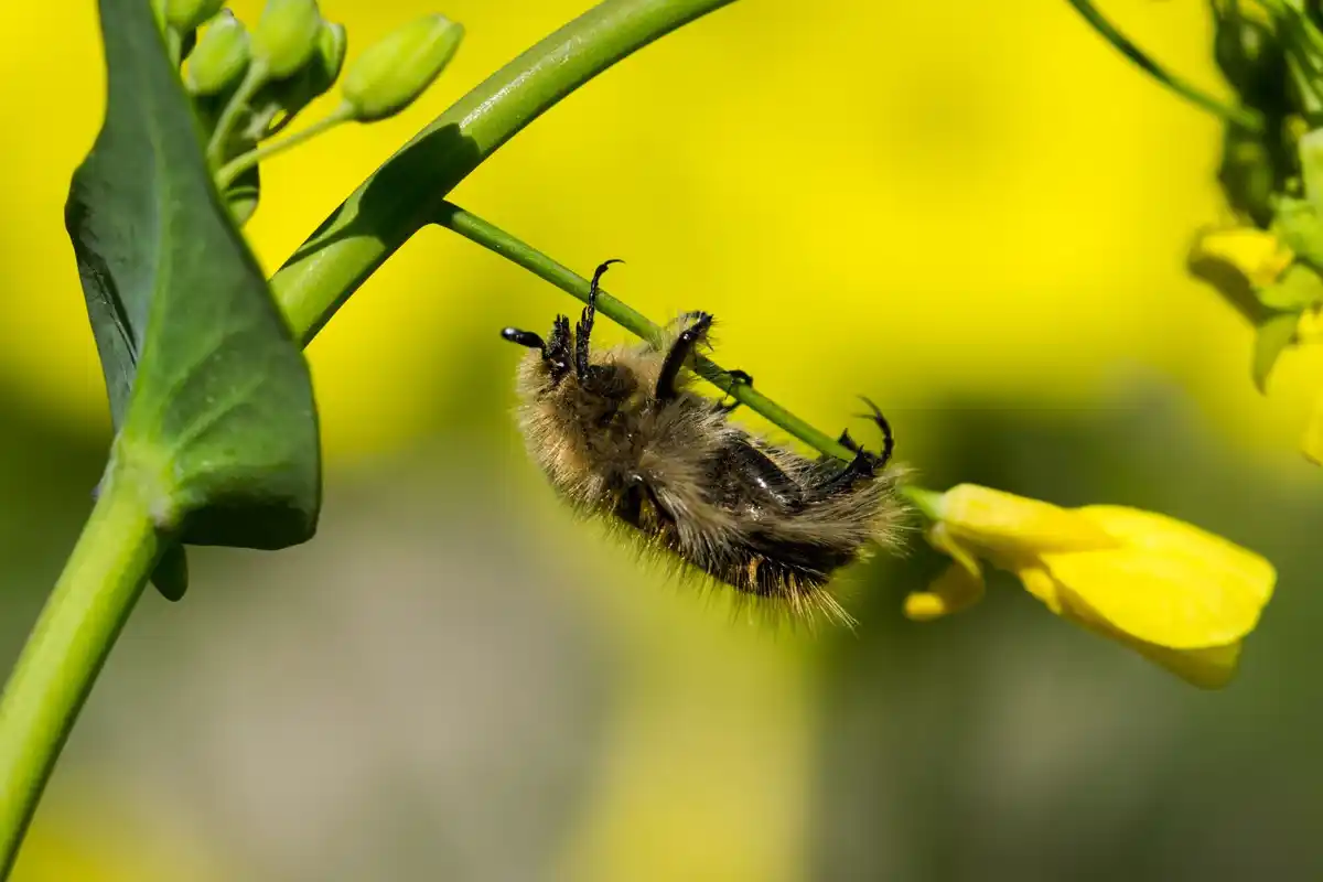 bee waggle dance close up hive