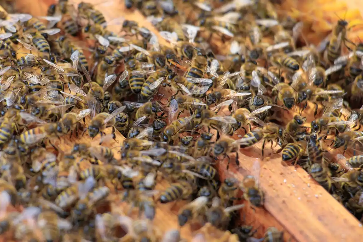 honey bees communicating bee dance in beehive