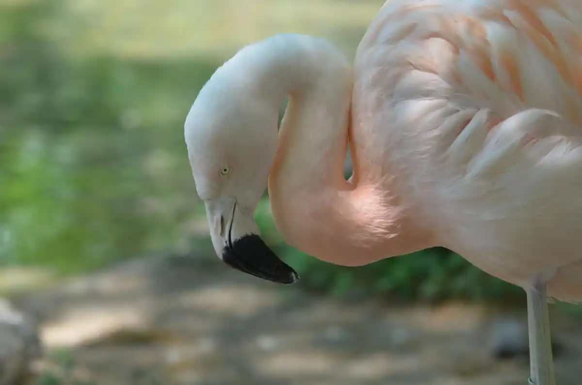 elegant flamingo sleeping on one leg closeup