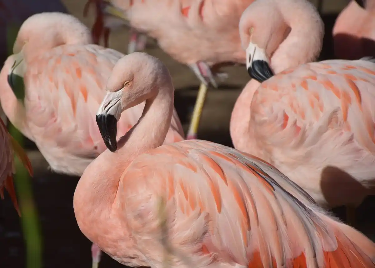 flamingo sleeping one leg close up sunny