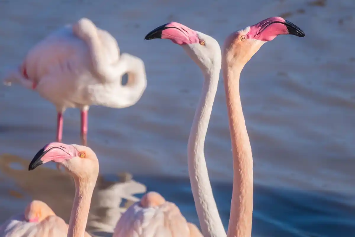 flamingo flock standing on one leg, nature reserve netherlands
