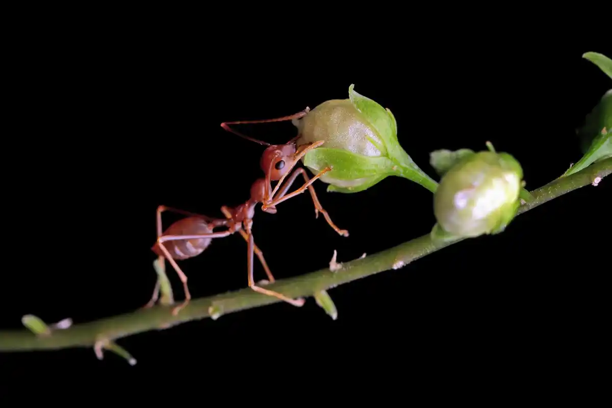 ant colony communication network nature macro