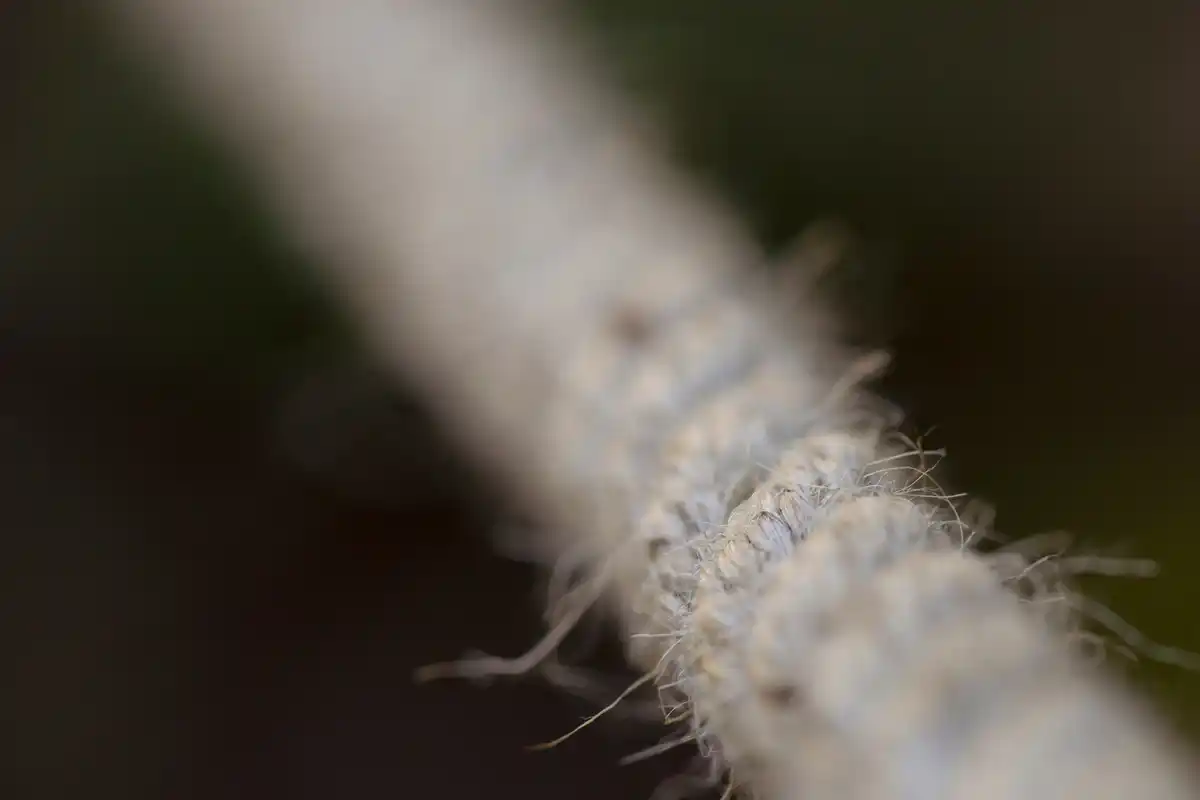 ant communication network macro closeup