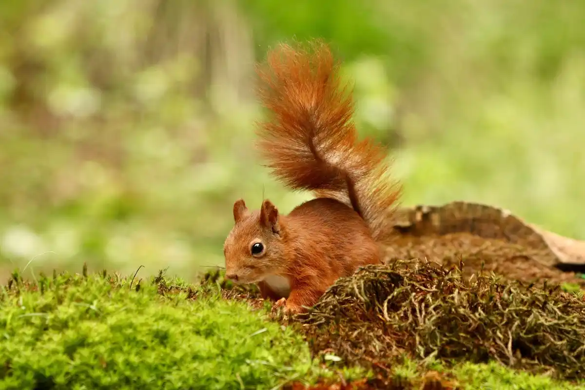 dutch squirrel hidden forest secret