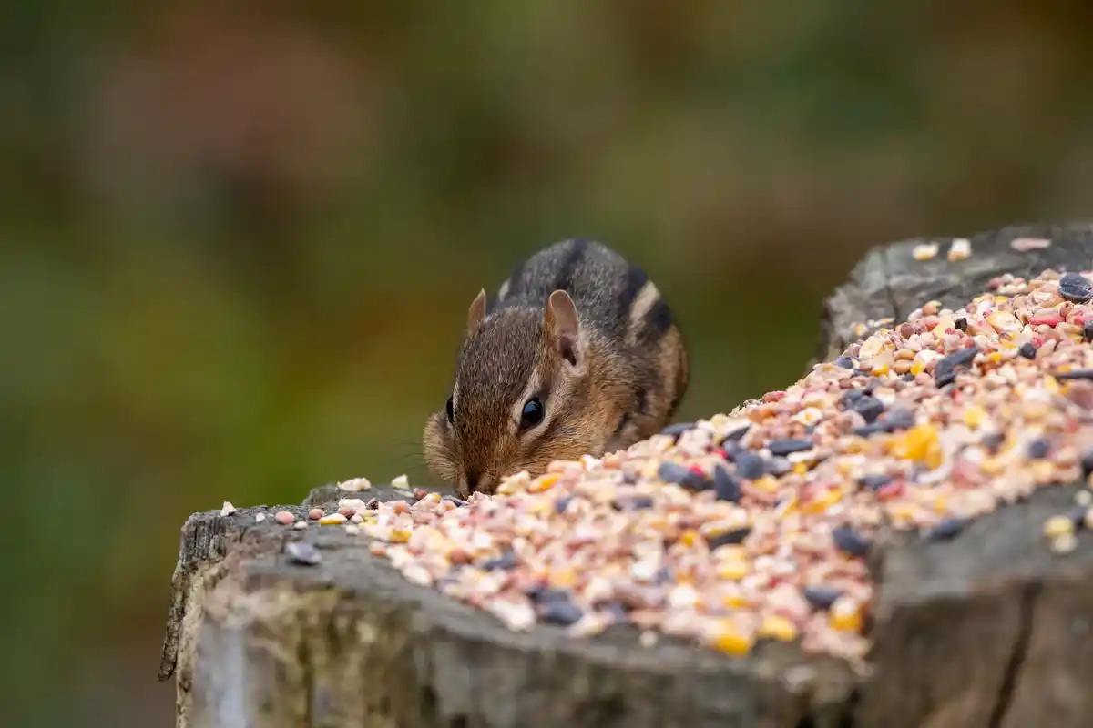 clever squirrel hiding nuts in forest netherlands
