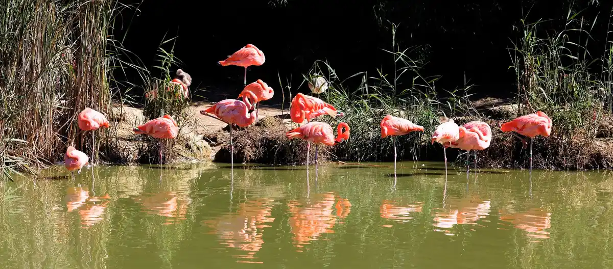 flamingos pink lake Europe Torrevieja