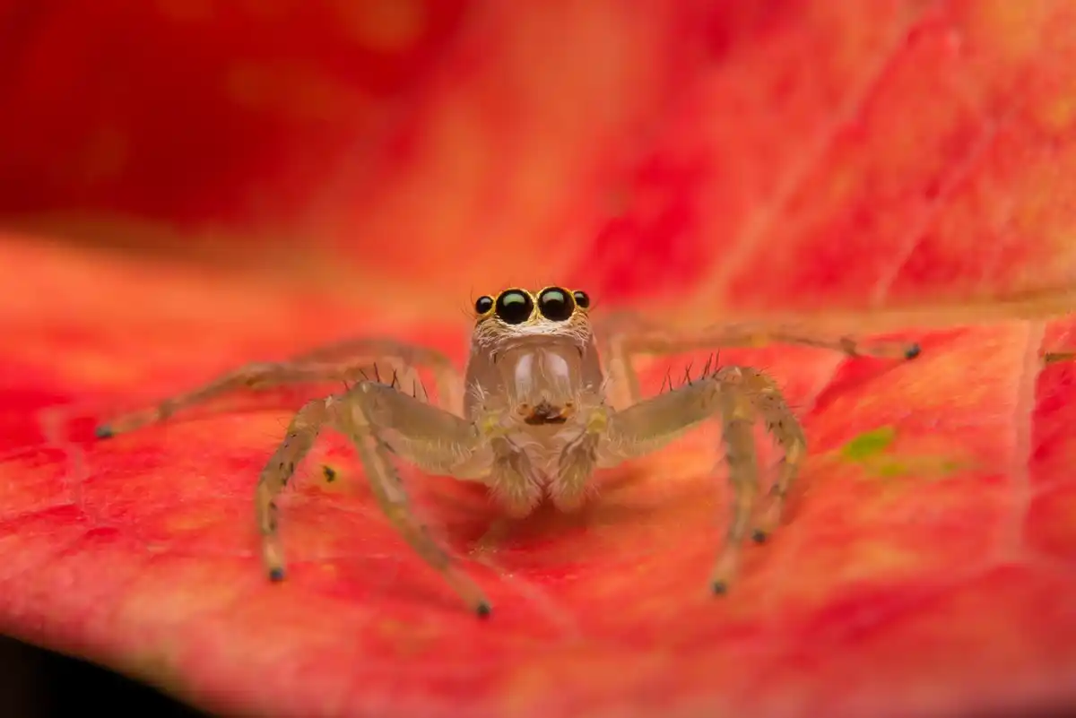 spider in Dutch living room close-up