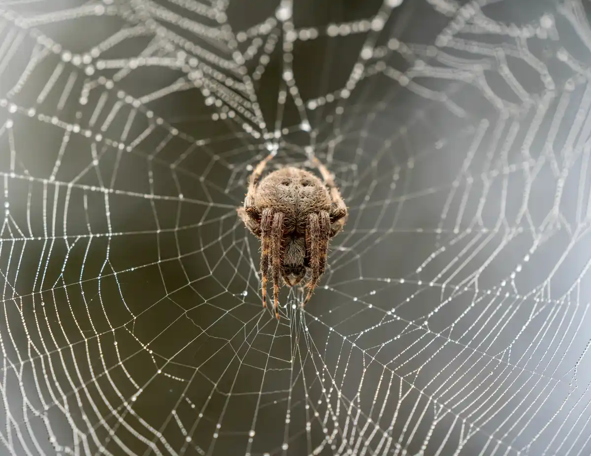 close up Dutch spider detailed legs low light