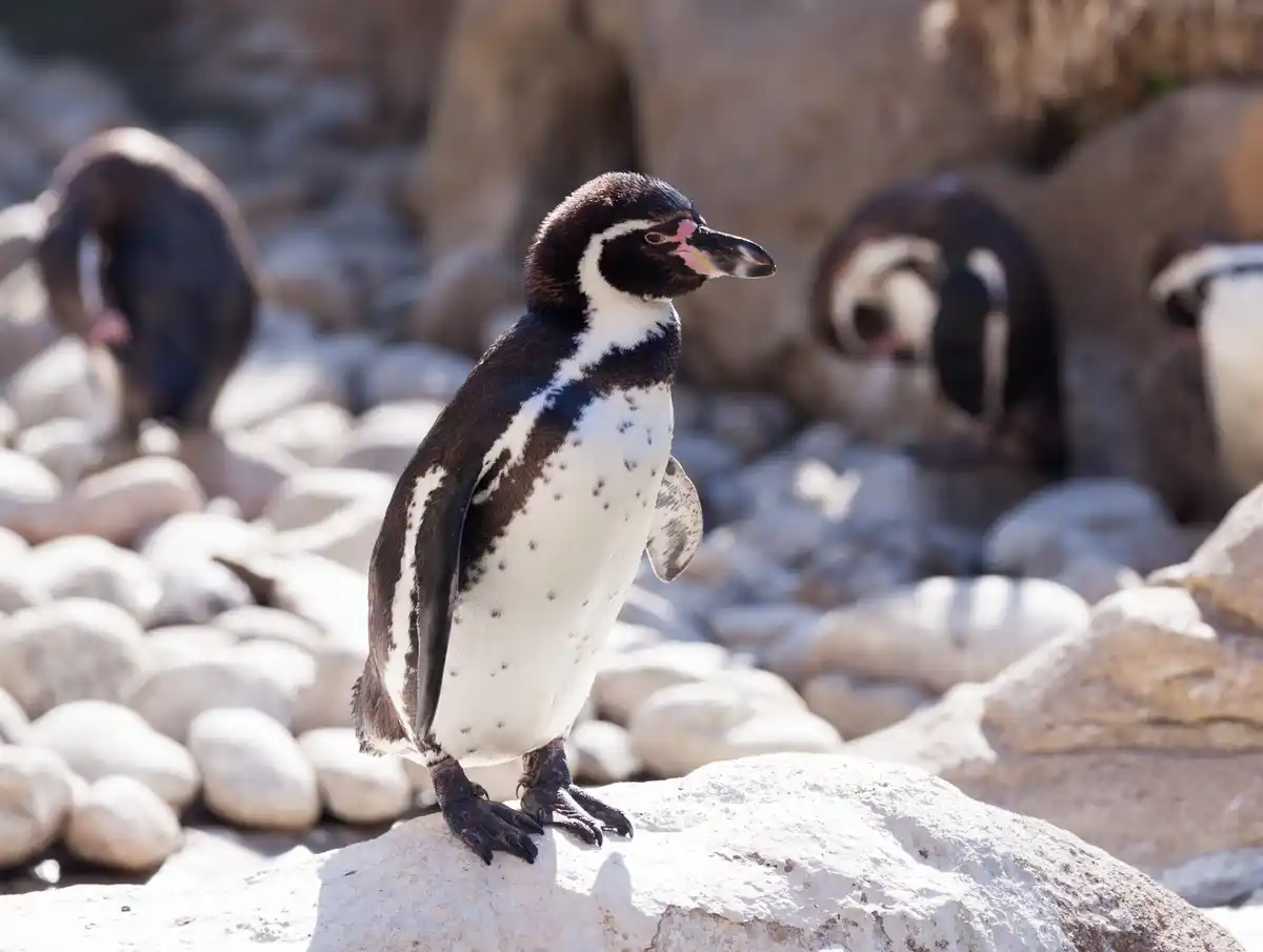 penguin North Sea Dutch coast climate change