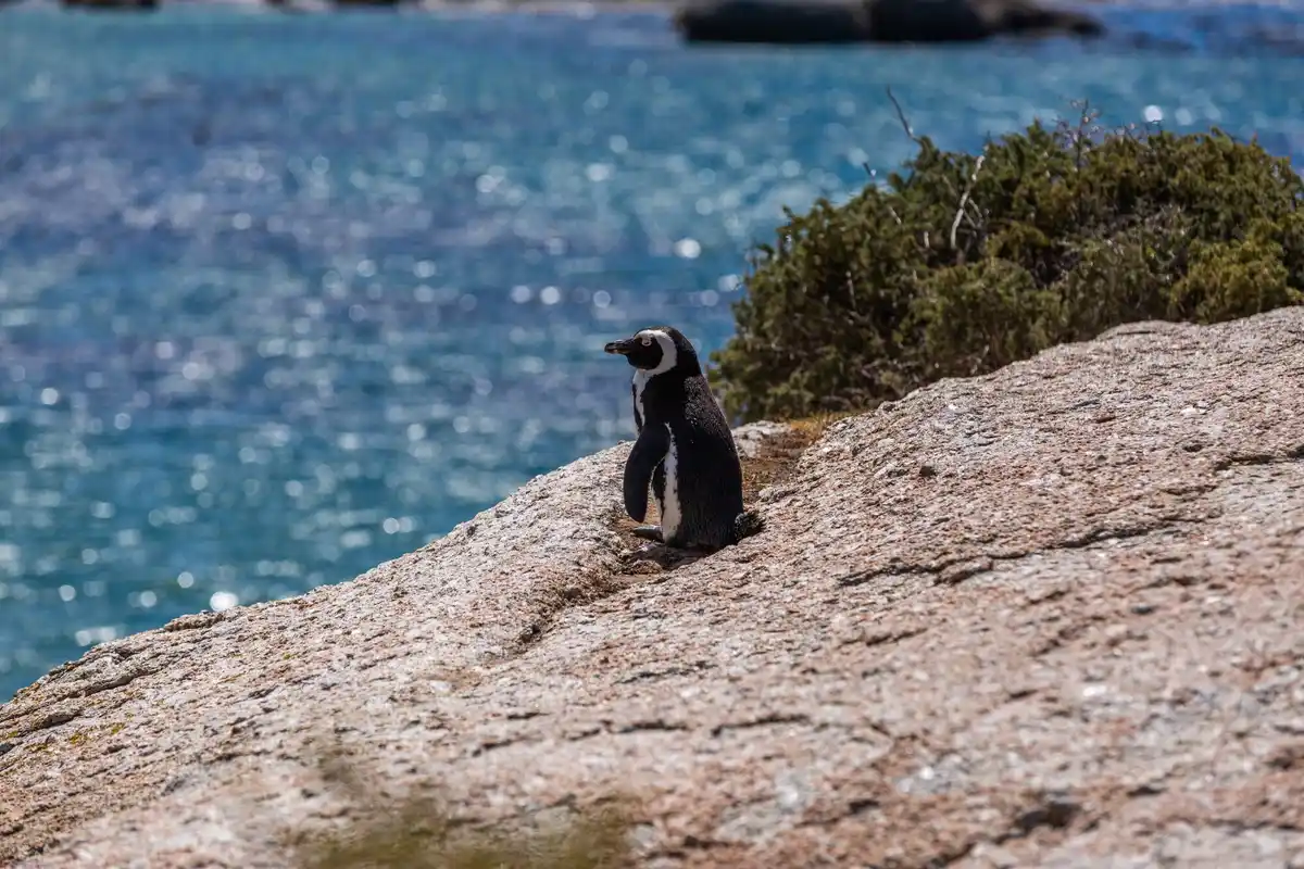 penguins in unusual places, netherlands coast, climate change