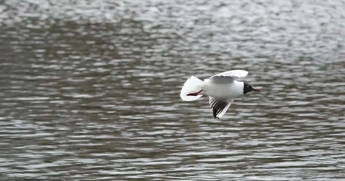 strange sea birds dutch coast, migration climate change