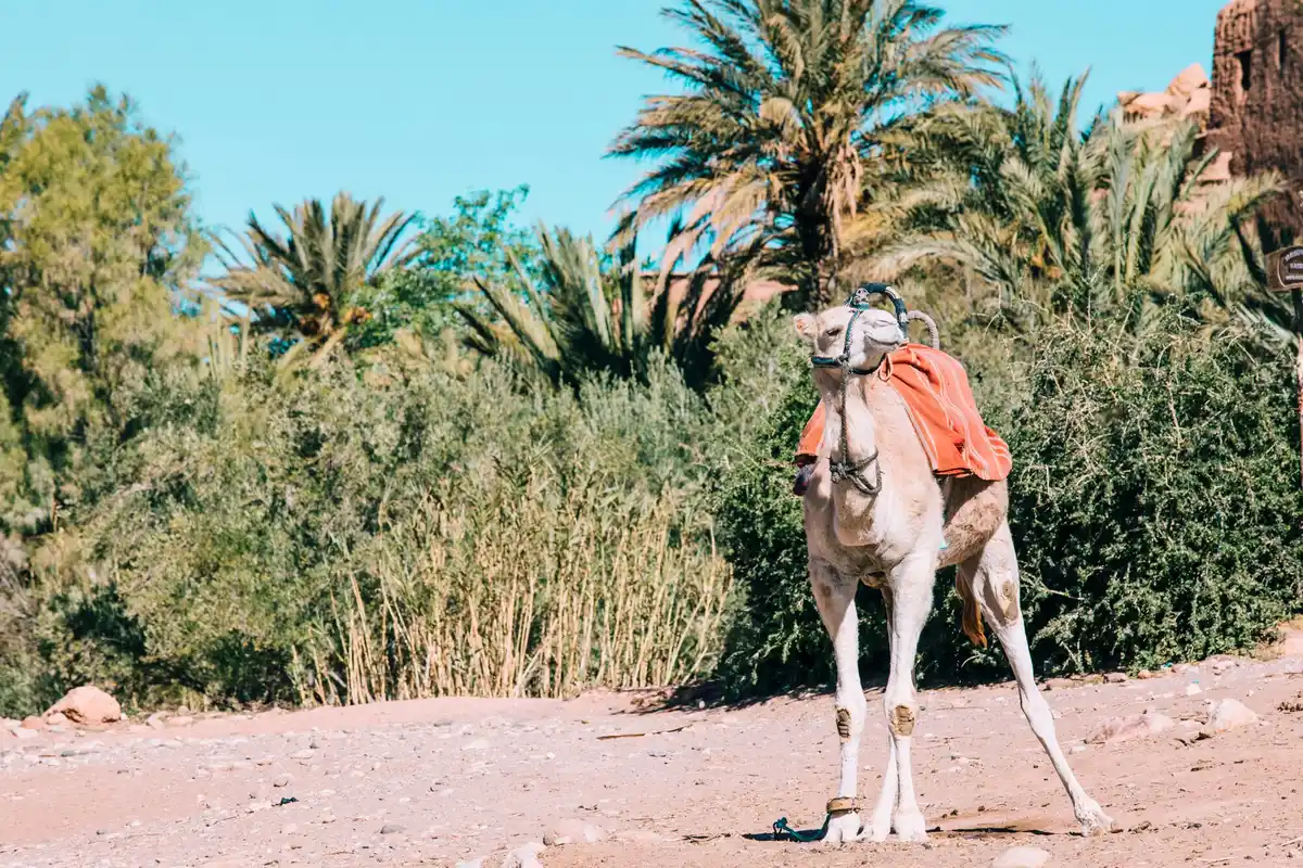 camel desert survival closeup