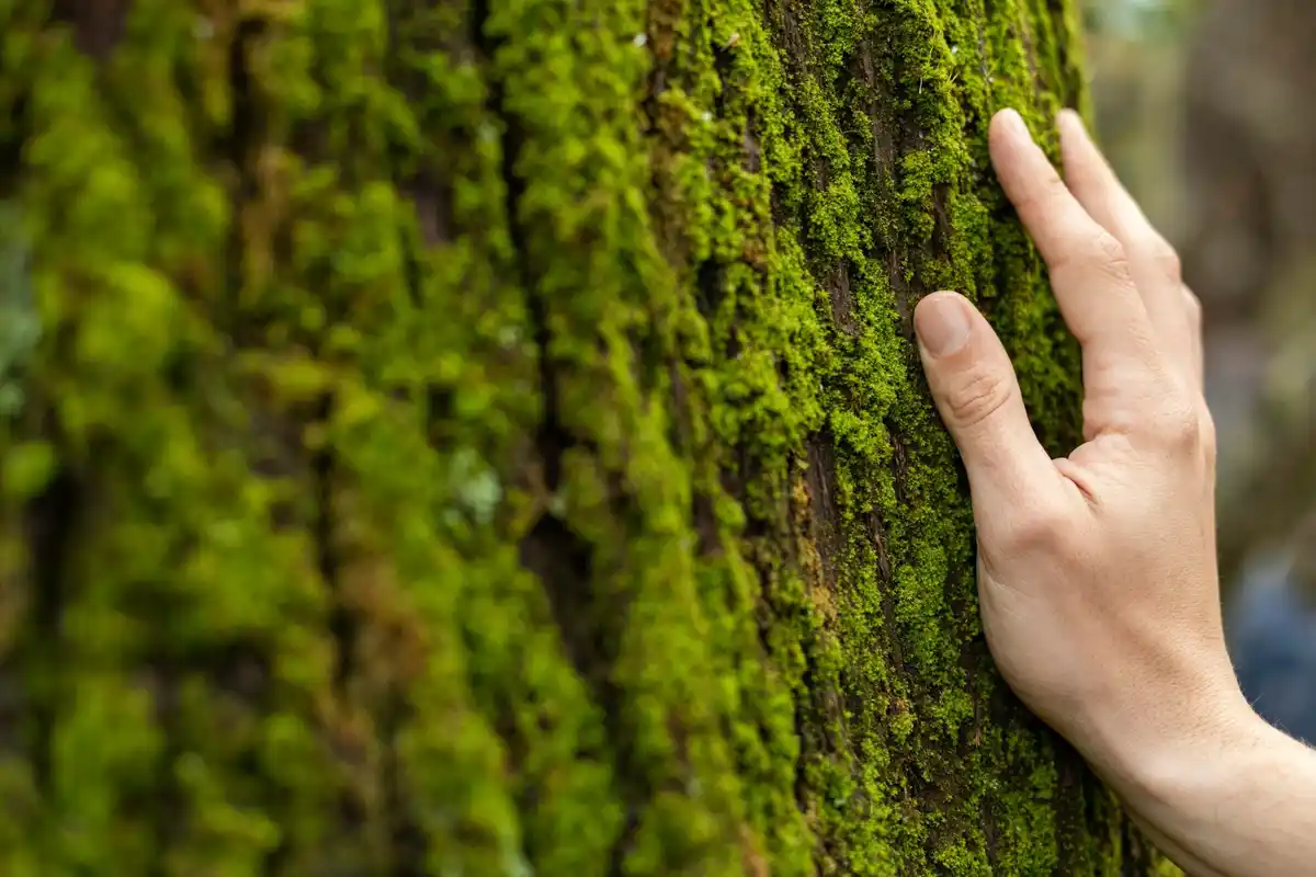 tree communication warning forest science Dutch