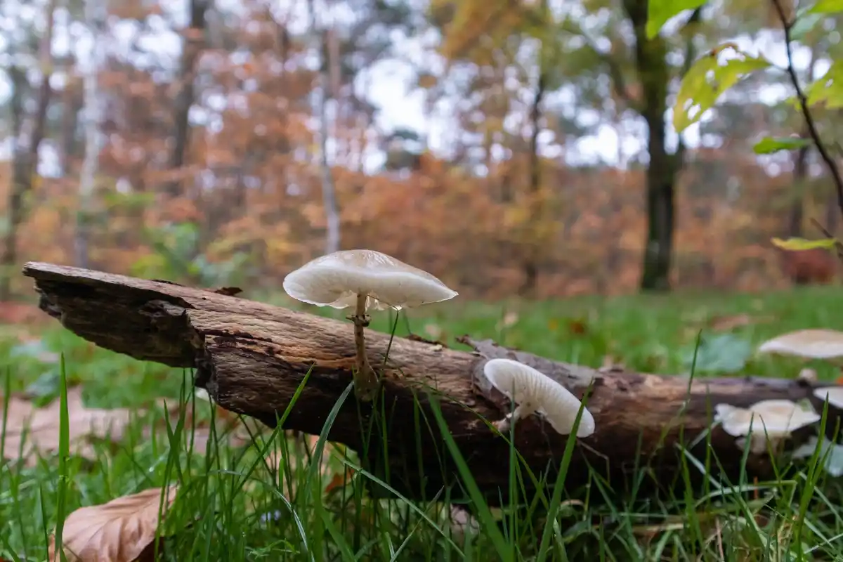 Dutch oak forest communication mushrooms roots