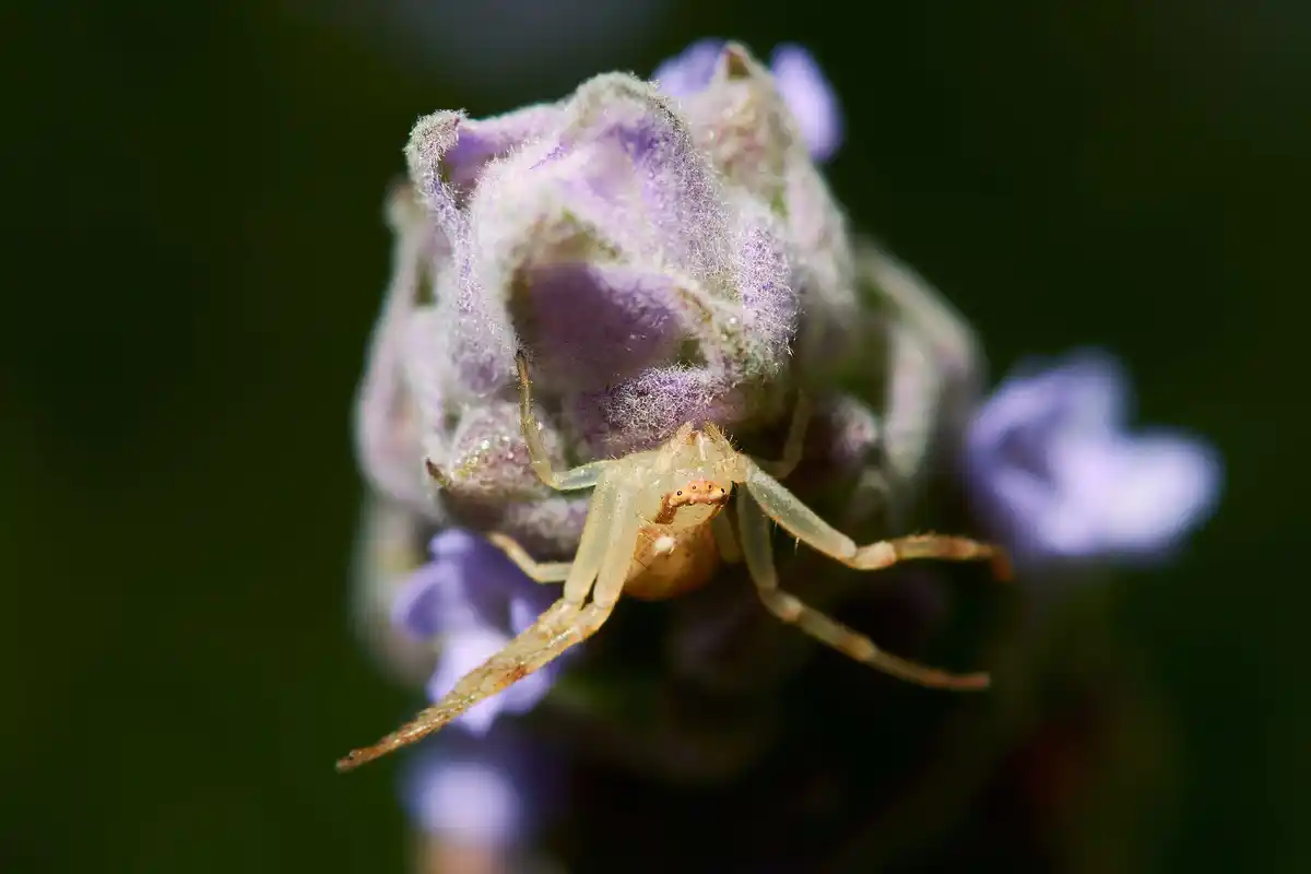 Dutch house spider macro with mosquito