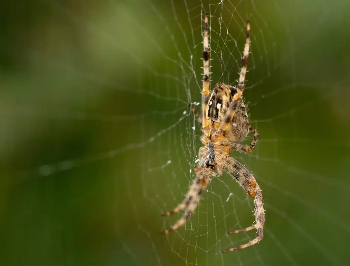 spider close up inside house dutch home