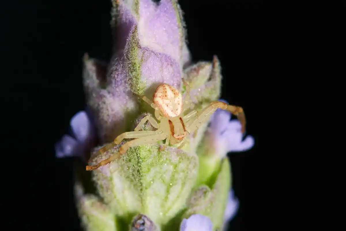 house spider eating mosquito netherlands macro