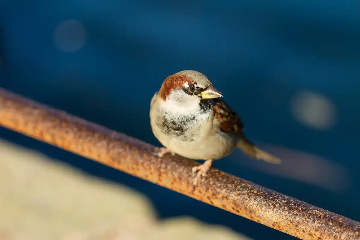 bird migration navigation no gps