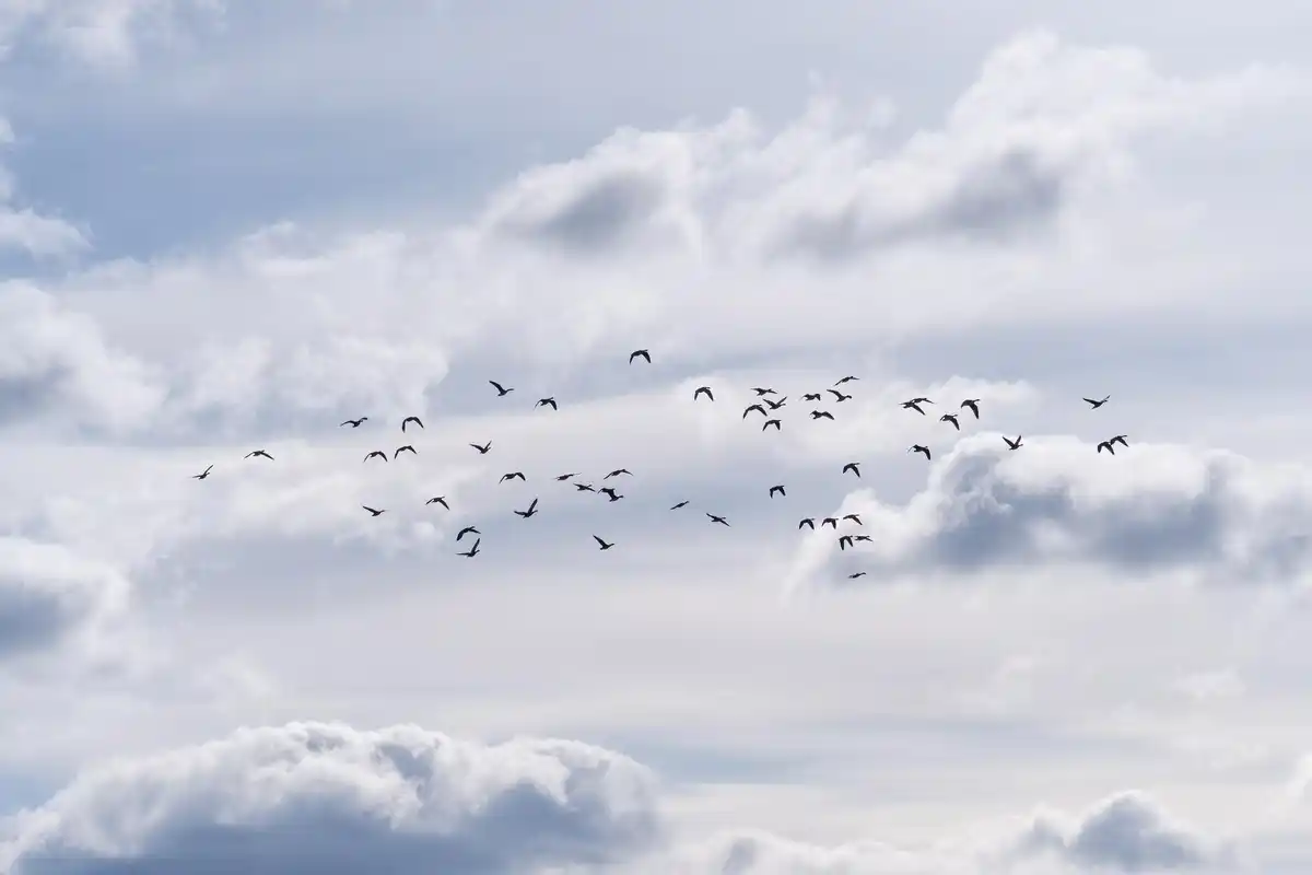 bird migration magnetic field illustration